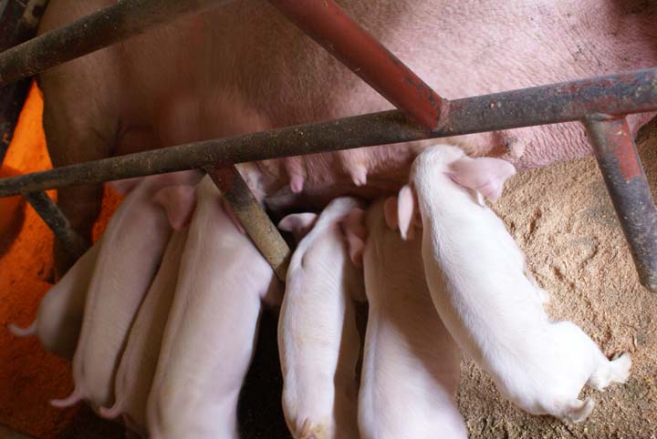カントリーファームにしうらで飼育されている豚のイメージ画像