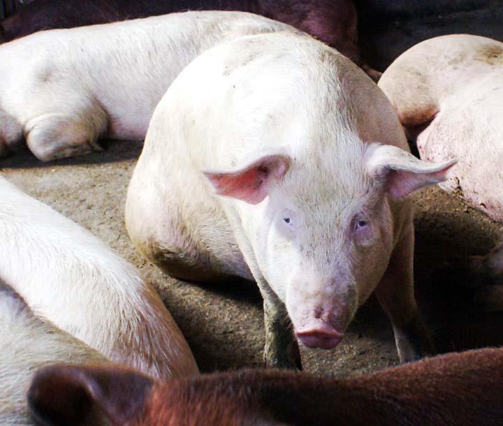 カントリーファームにしうらで飼育されている豚のイメージ画像